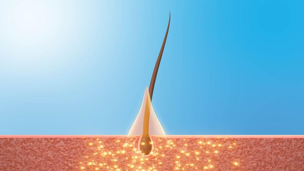 Hair follicle diagram illustrating how red light therapy stimulates follicles and promotes stronger hair growth.